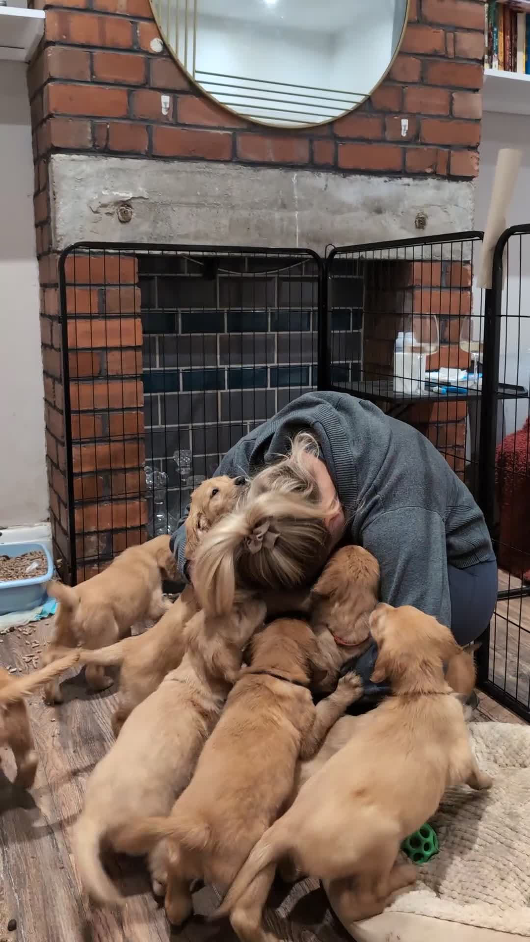 Mixed Breed dogs for sale: LAST ONE LEFT! Golden Retriever x Irish Setter pup - Video 3