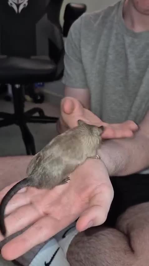 Gerbil rodents for sale: Gerbil - Video 1