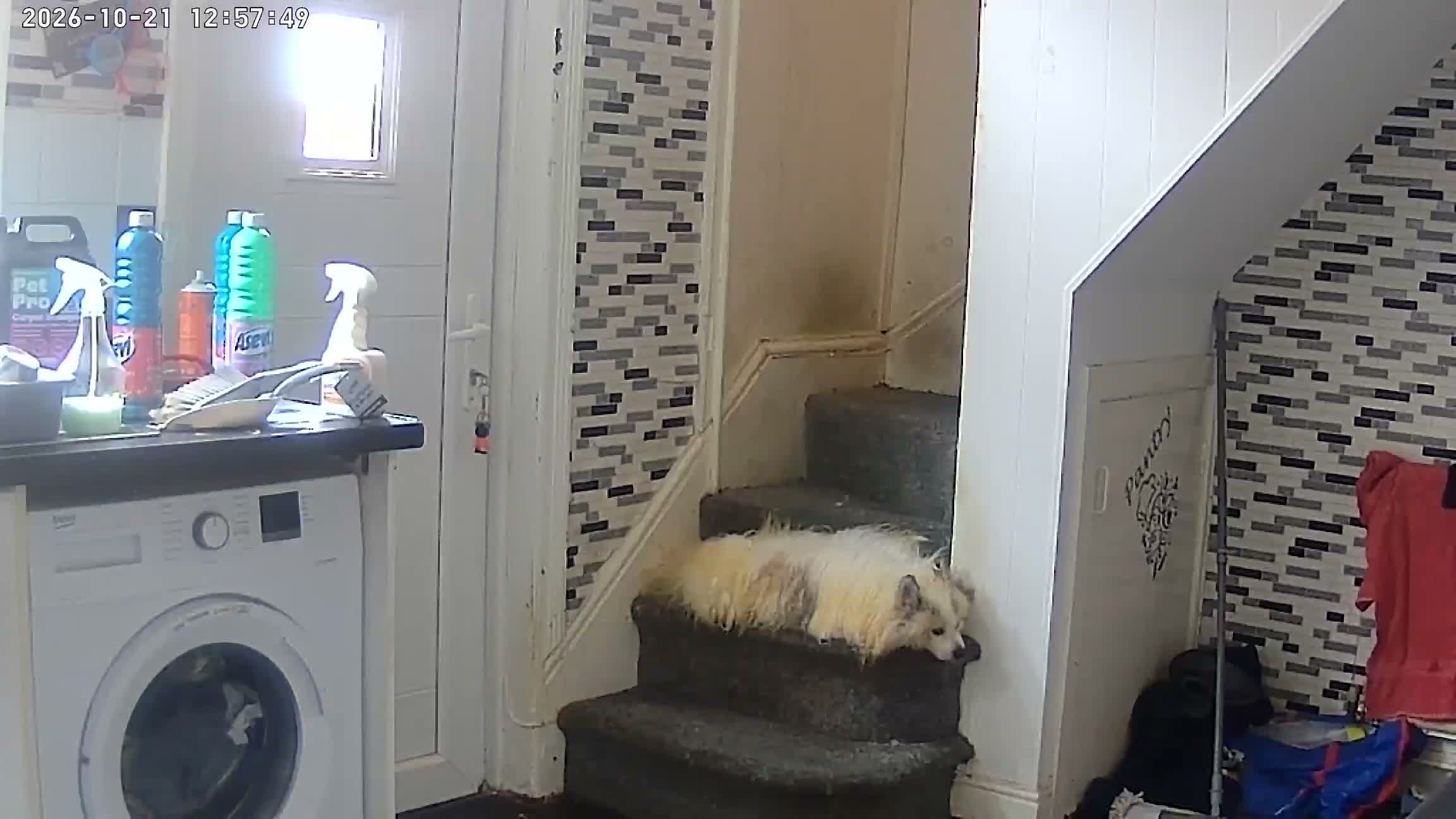 Pomeranian dogs for sale: Leo dog - Video 1