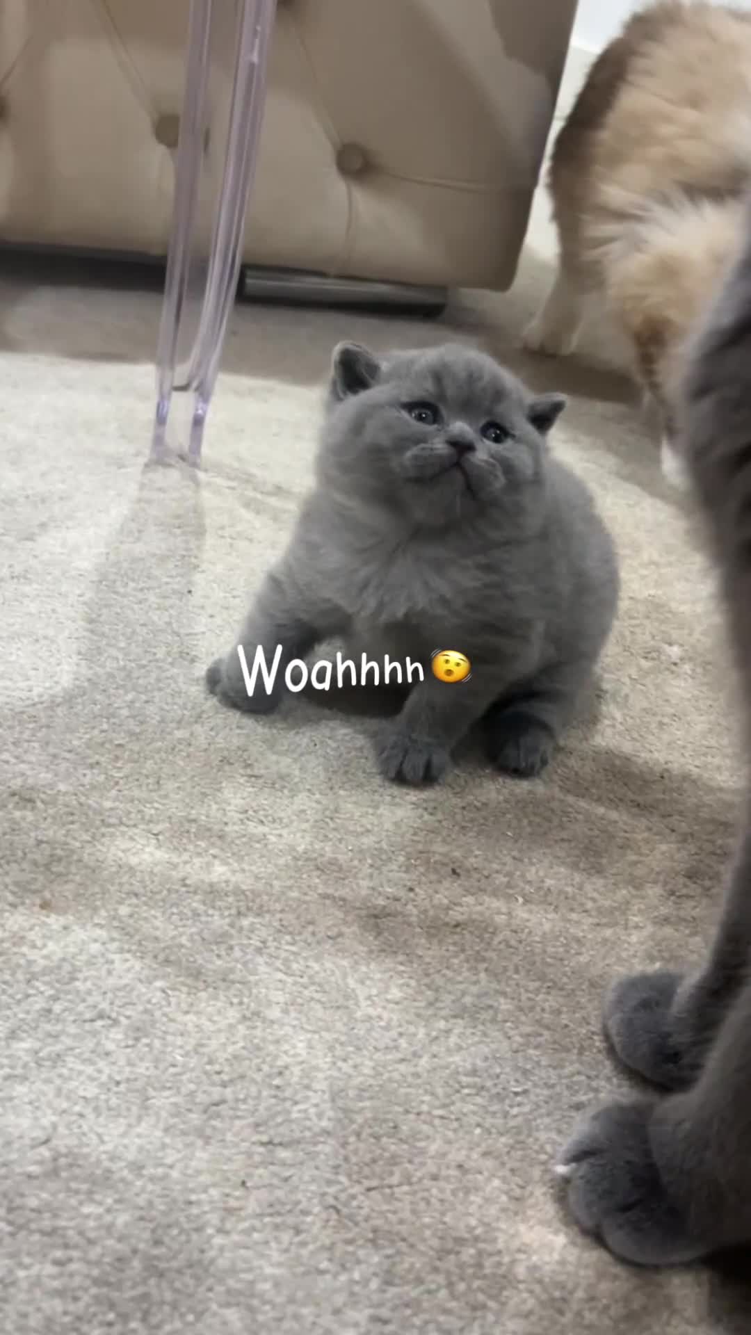 British Shorthair cats for sale:     Beautiful BSH Kittens GCCF Reg,Champion Sired  in Wolverhampton - Video 1