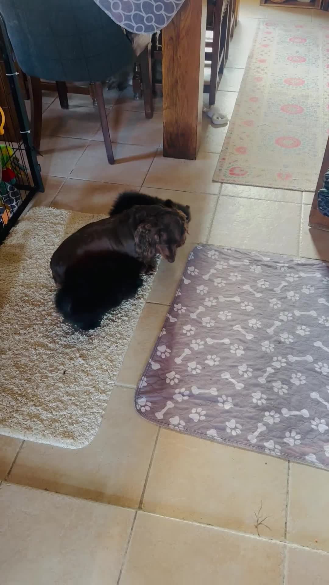 Pomeranian dogs for sale: Perfect poms - Video 1