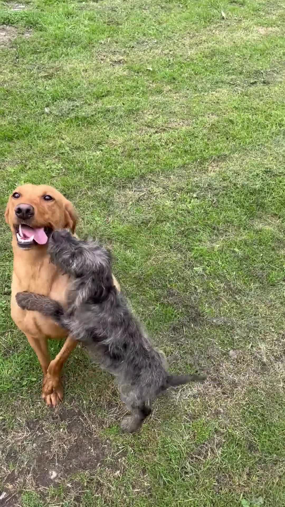 Labradoodle dogs for sale: Miniature labradoodles  - Video 1
