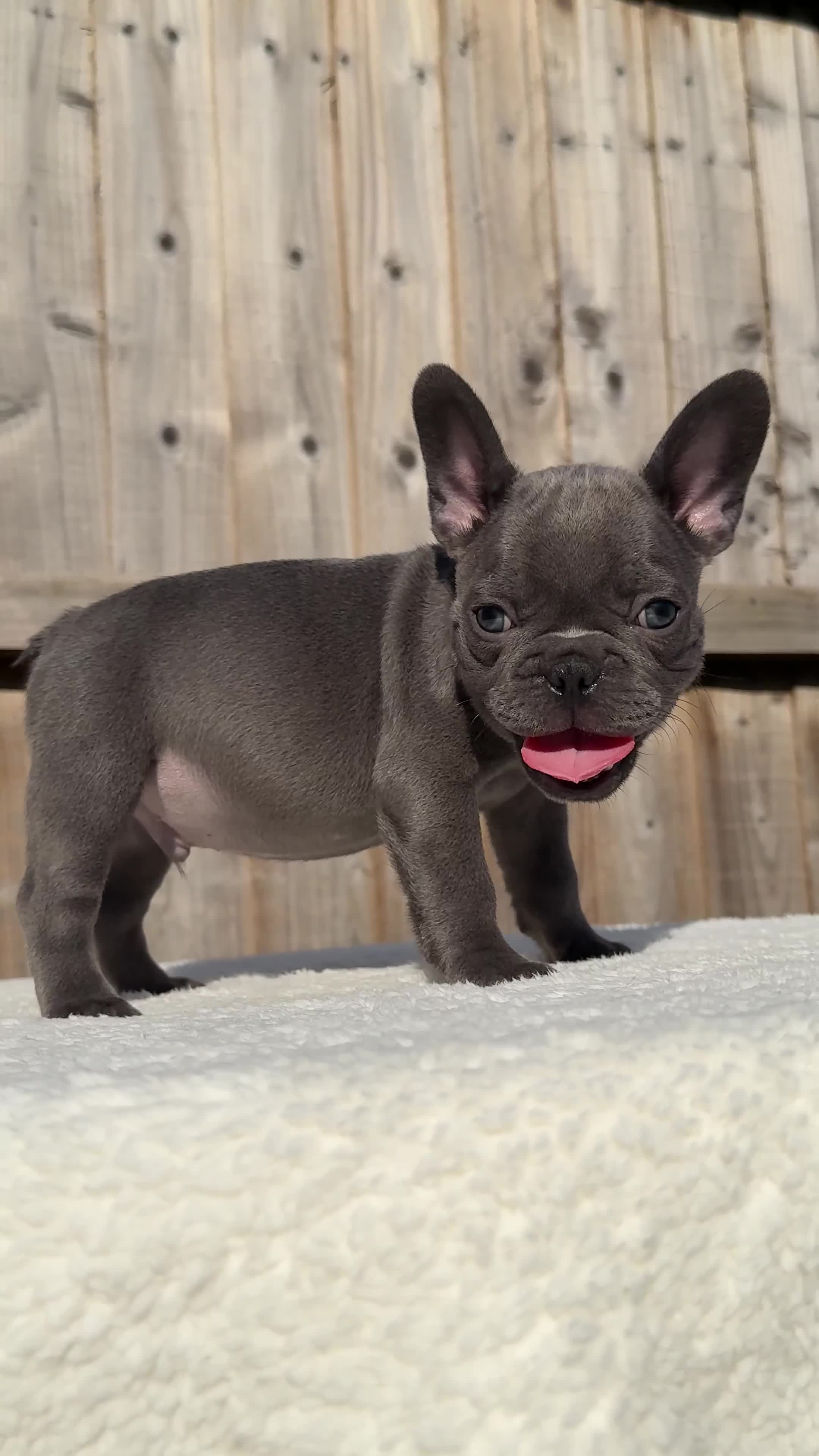 French Bulldog dogs for sale: Miss White X Kastro  - Video 1