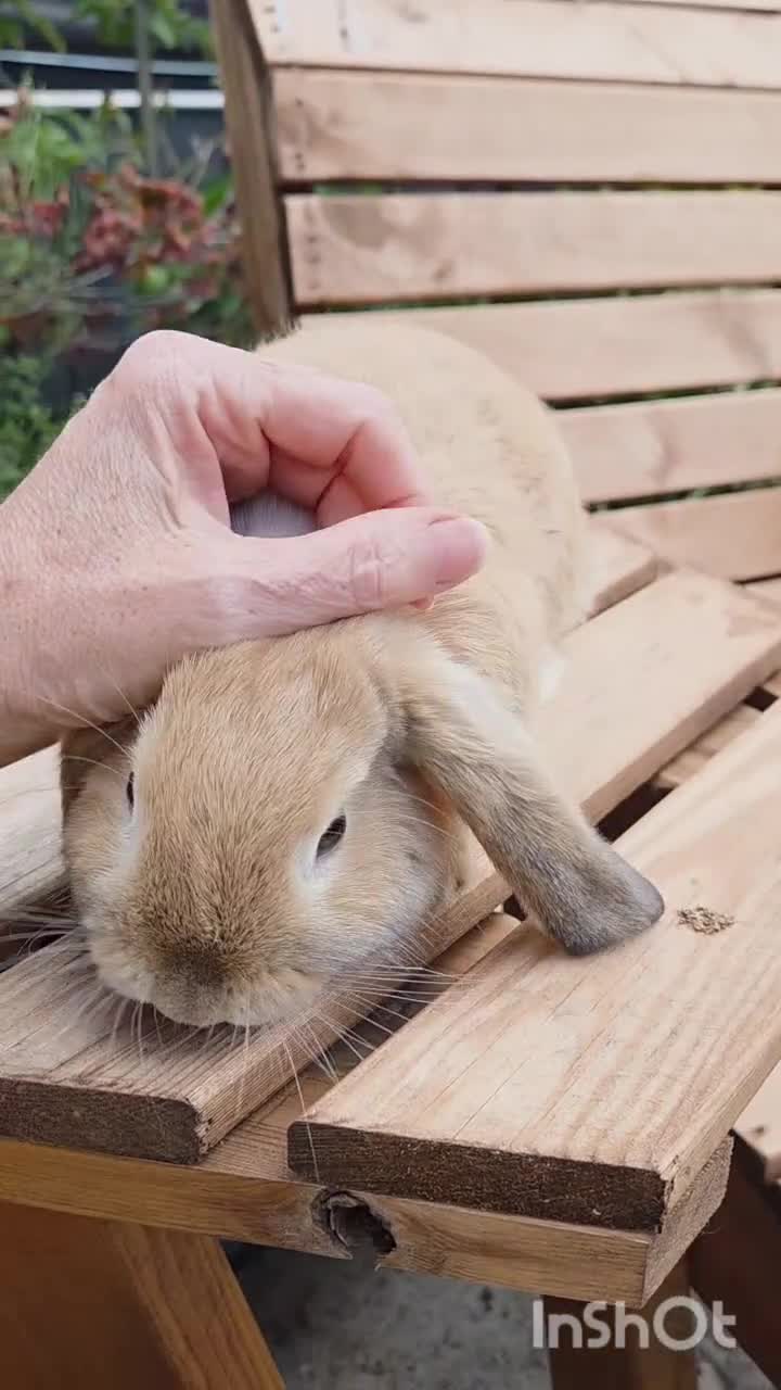 Mini Lop rabbits for sale: 🌻 SOLD 🌻 - Video 1