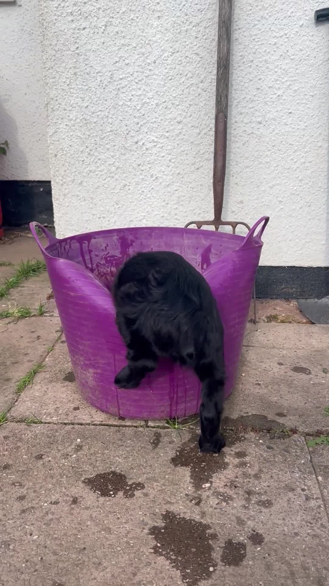 Cocker Spaniel dogs for sale: Male working cocker spaniel puppy kc reg - Video 2