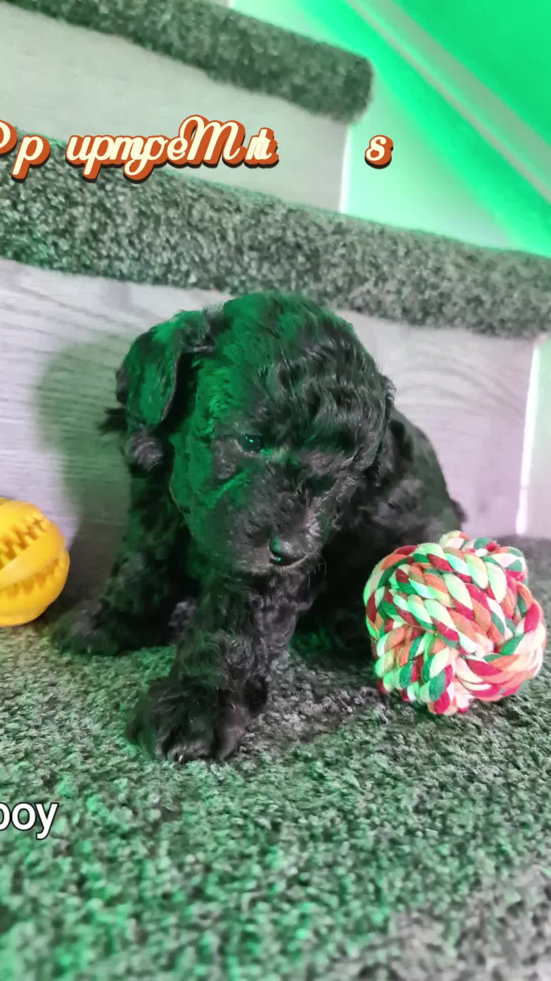 Mixed Breed dogs for sale: Reduced!! Stunning F1 poodle pups  - Video 1