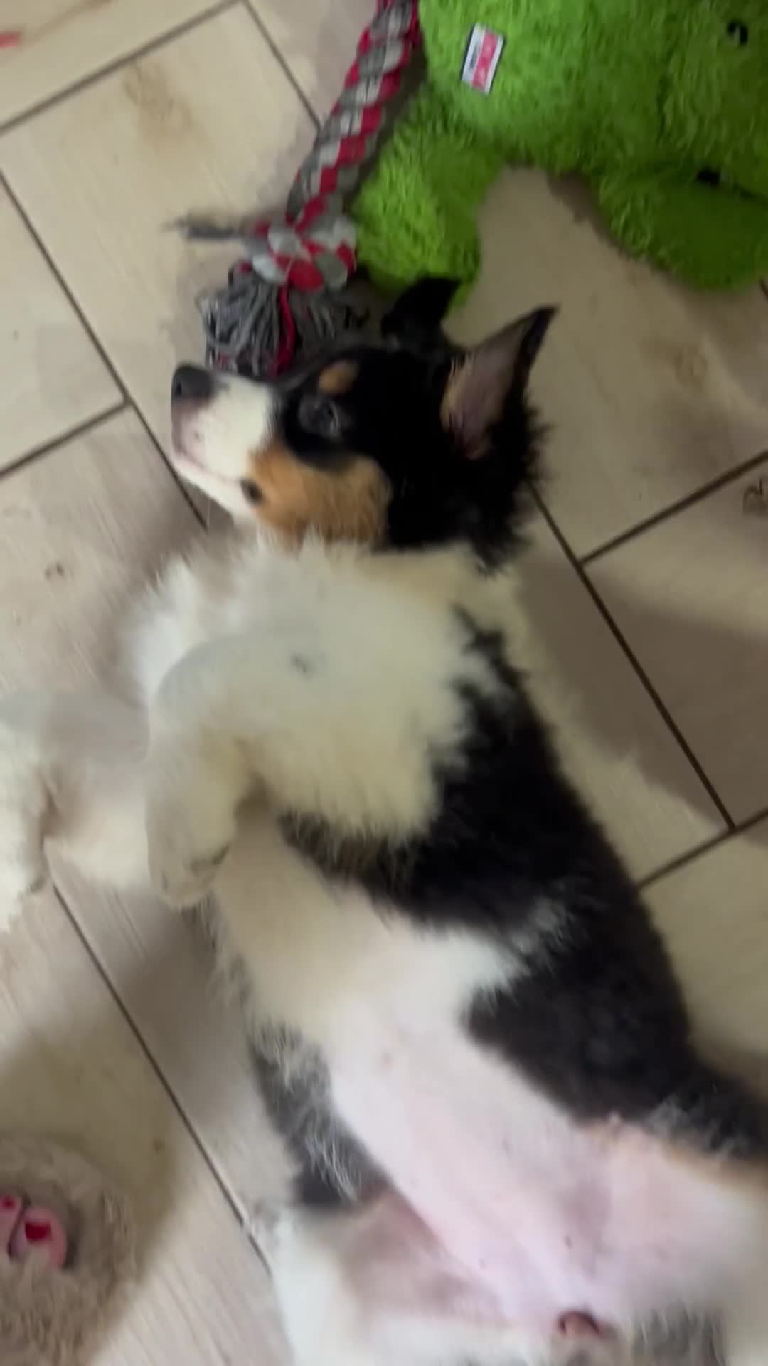 Australian Shepherd dogs for sale: Australian shepherd puppies - Video 4