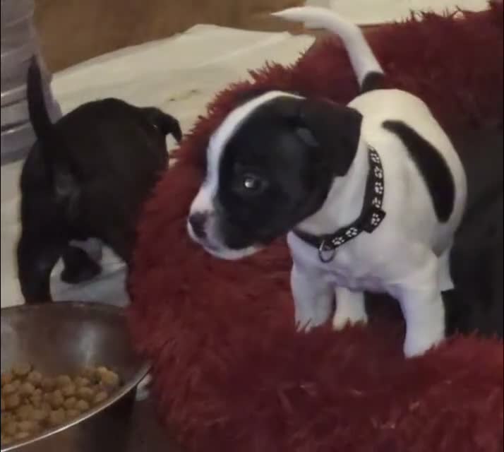 Mixed Breed dogs for sale: Little Boy Northern Ireland  - Video 1