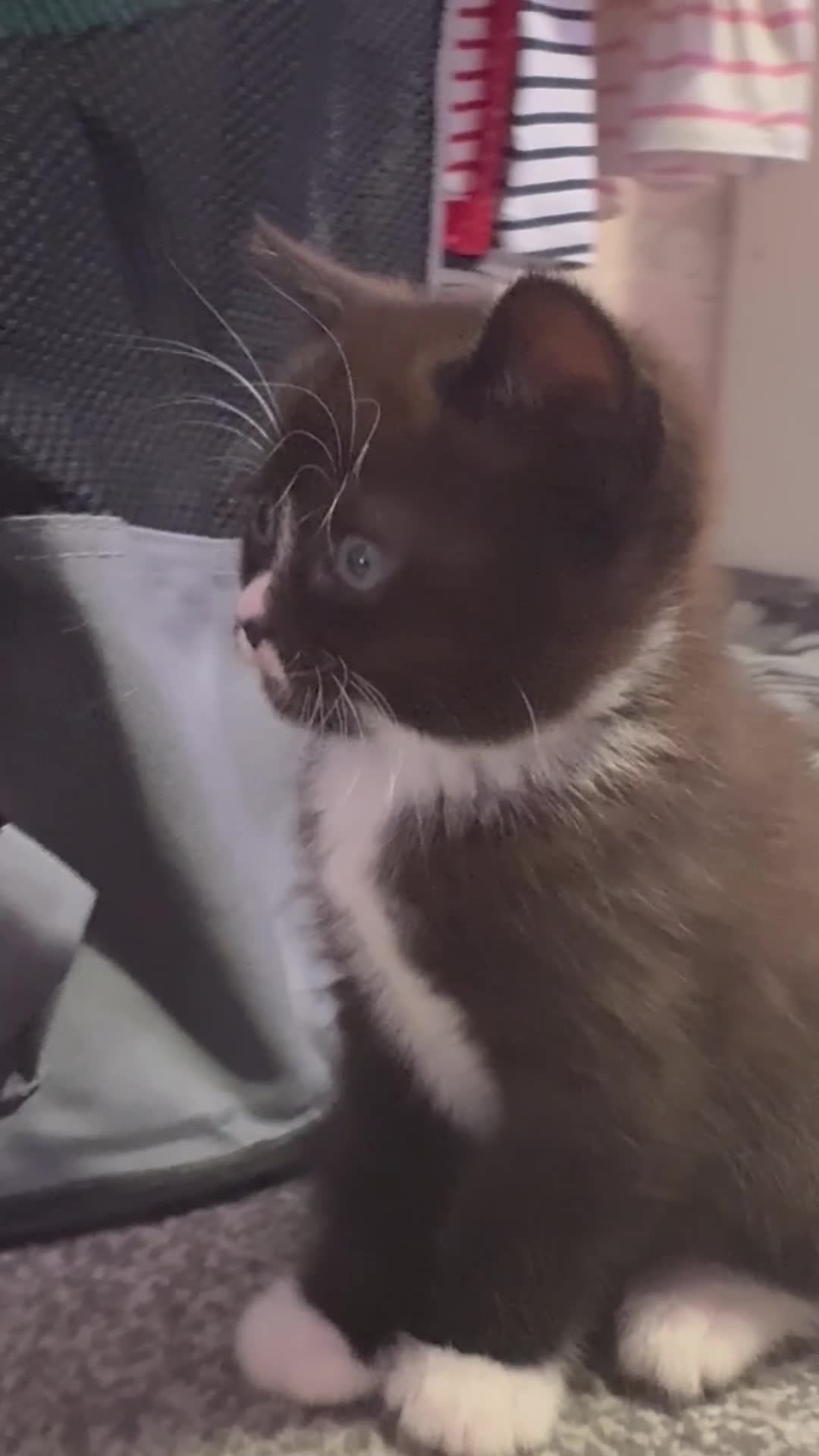British Shorthair cats for sale: Luna’s Litter 🩶 - Video 1
