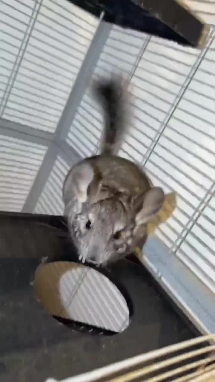 Chinchilla rodents for sale: Chinchilla and fullset up for sale  - Video 1