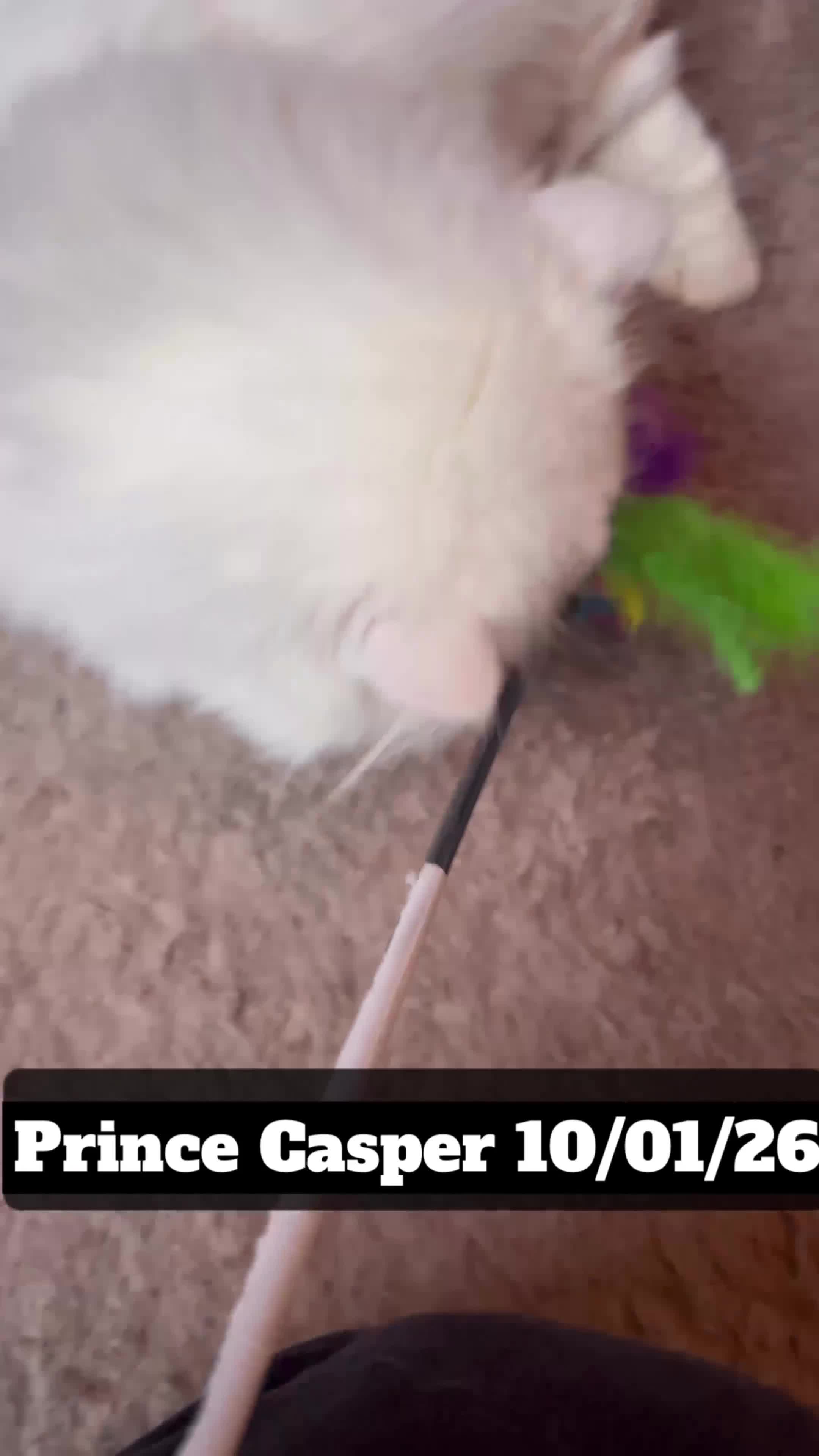 Munchkin cats for sale: Exceptional Quality & Rare Persian Napoleon Minuet - Video 3