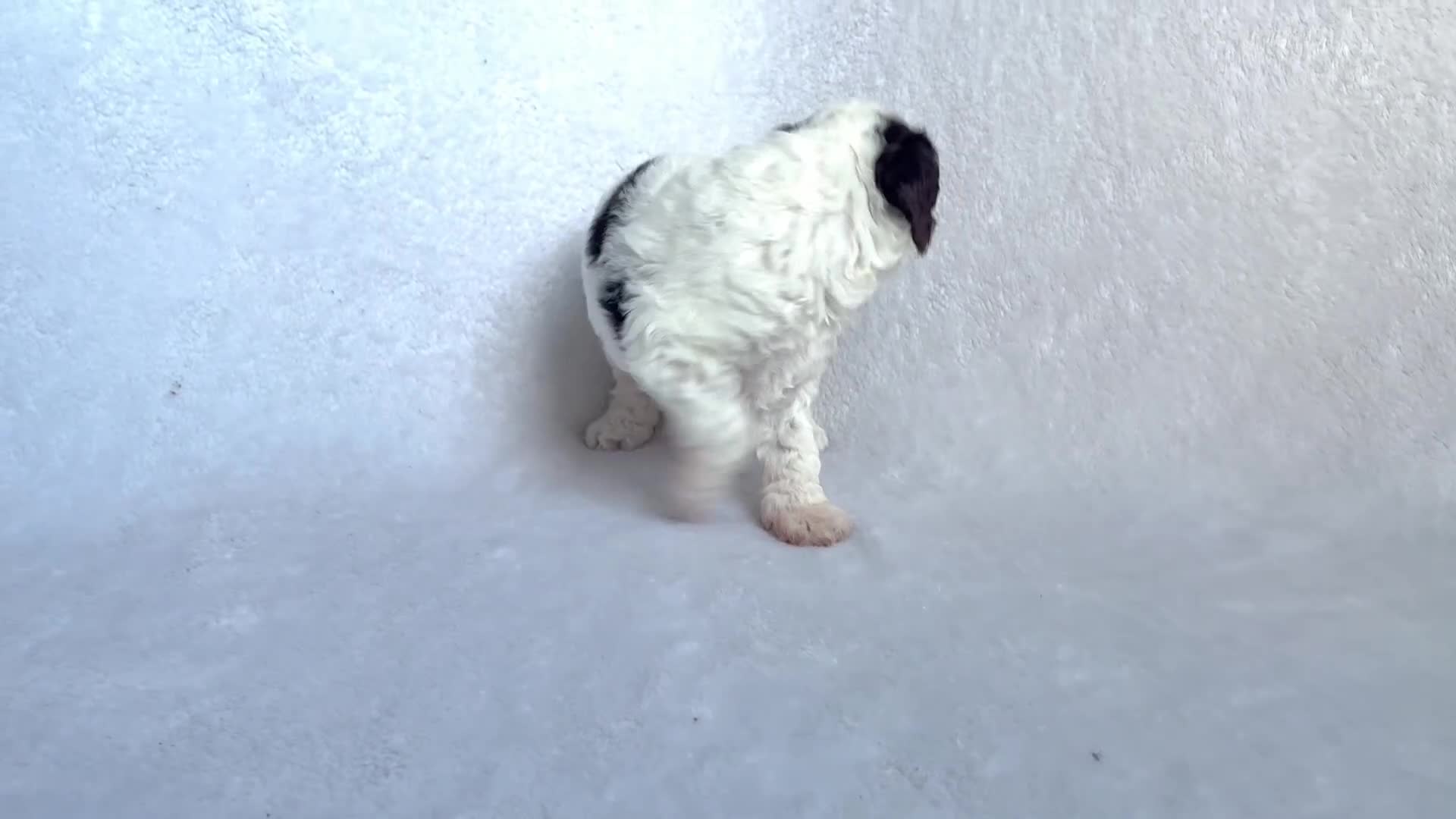 Goldendoodle dogs for sale: Gorgeous Double Doodle Boys - Video 2