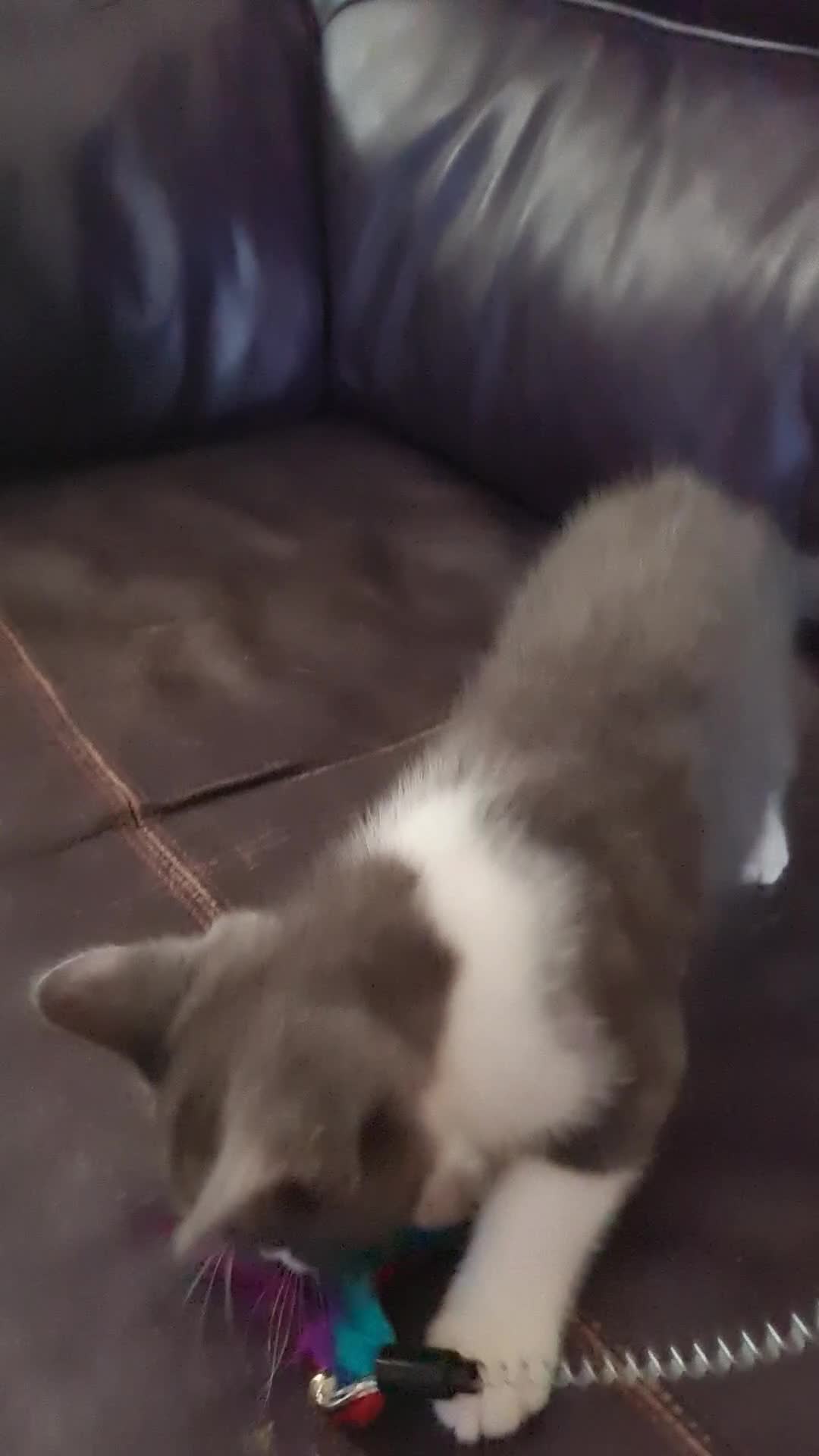 Ragdoll cats for sale: LONGHAIR/ MEDIUM HAIR RAGDOLL CROSS BSH - Video 4