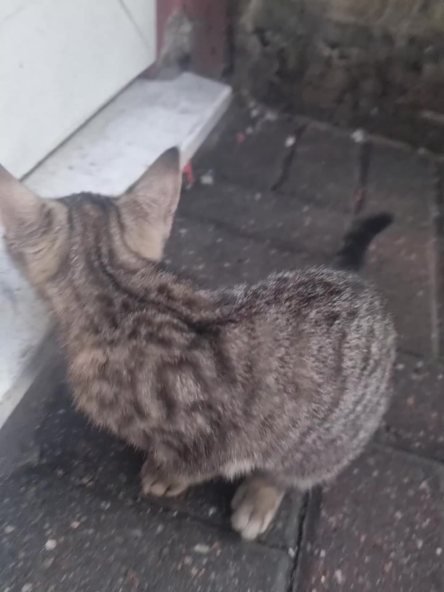 Domestic Shorthair cats for sale: Lovely Shorthair Kitties 😻 Ready for a collection - Video 3