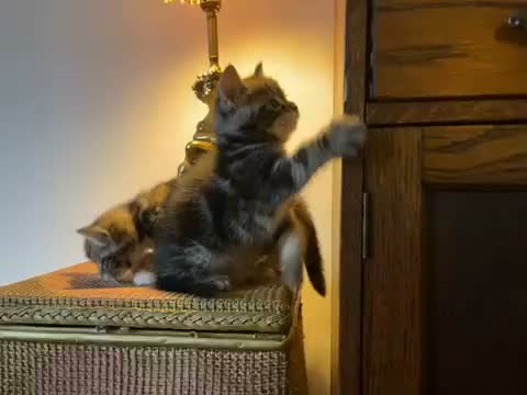 Mixed Breed cats for sale: Beautiful tabby kittens - Video 1