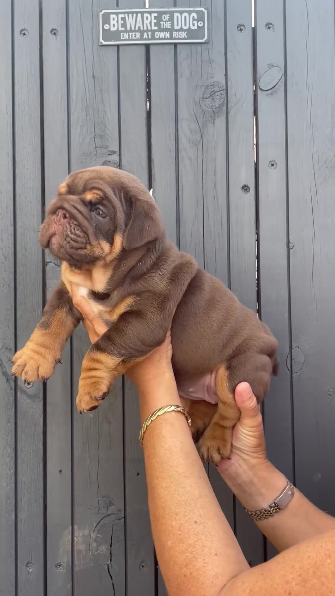 English Bulldog dogs for sale: Quality English bulldogs  - Video 1