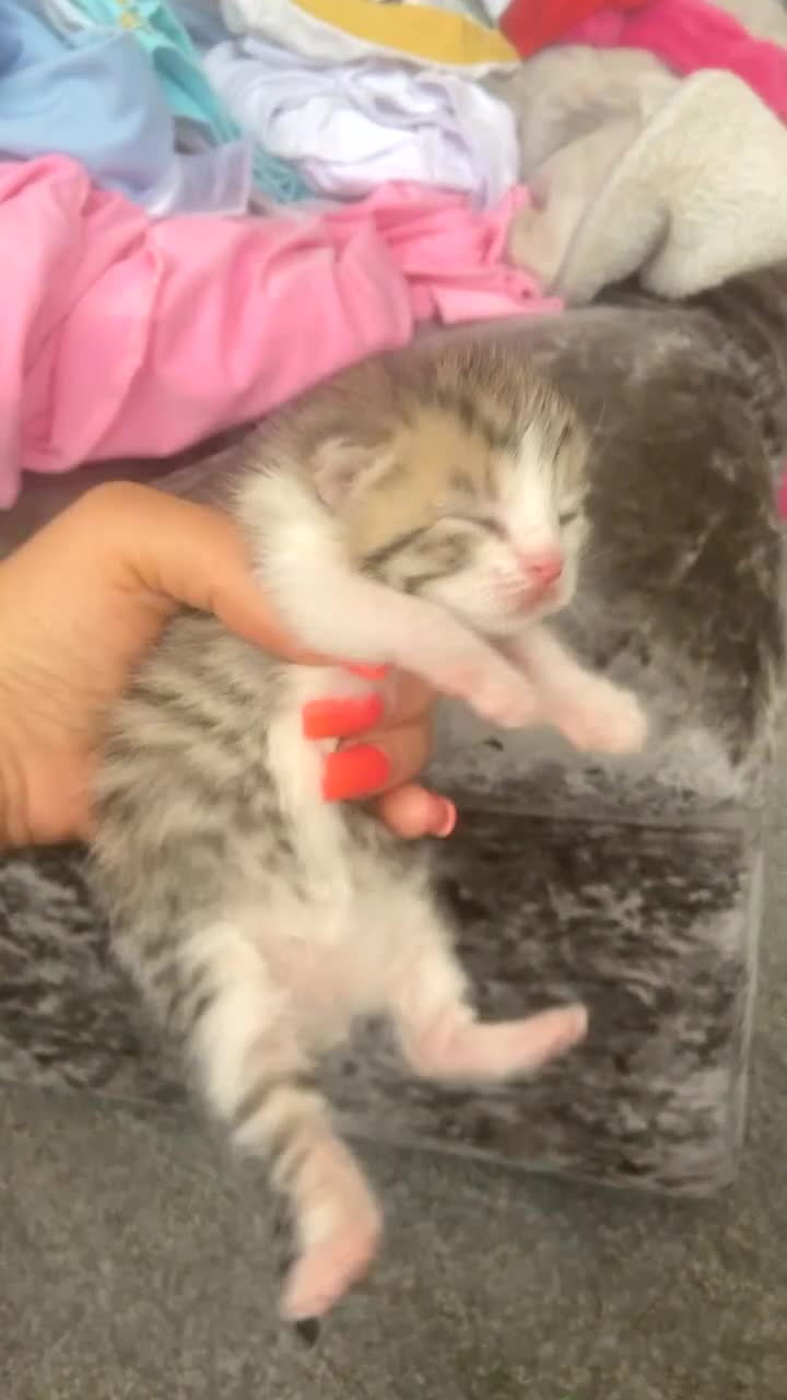 Mixed Breed cats for sale: 6 x stunning unique silver British shorthair tabs in Birmingham - Video 5