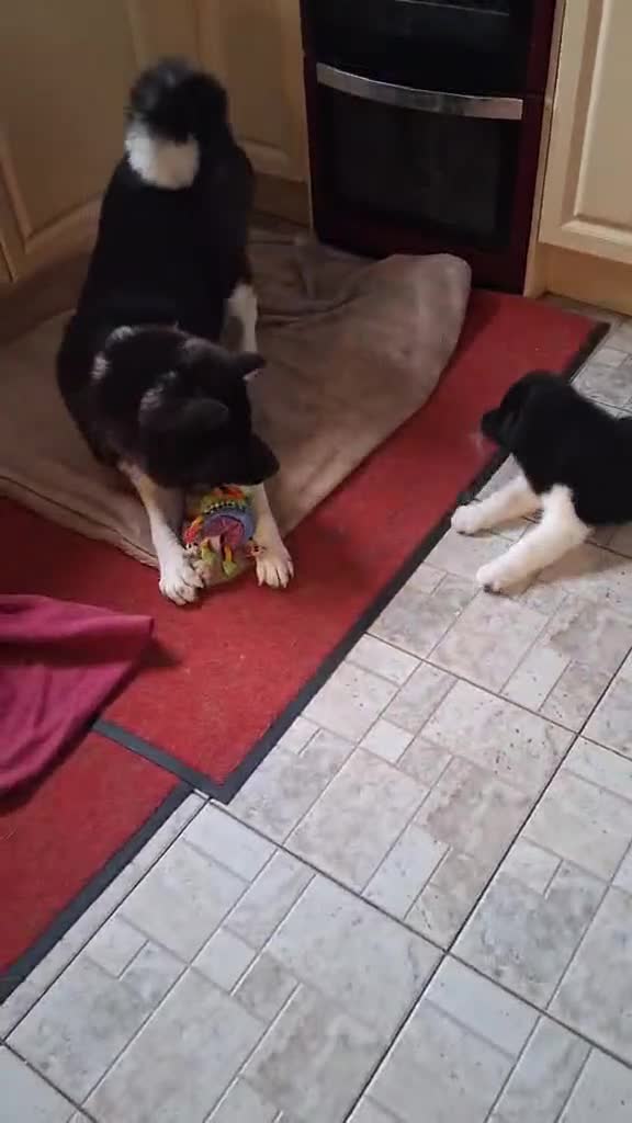 Akita dogs for sale: Quality Akita Baby Girl (KC Registered) - Video 2