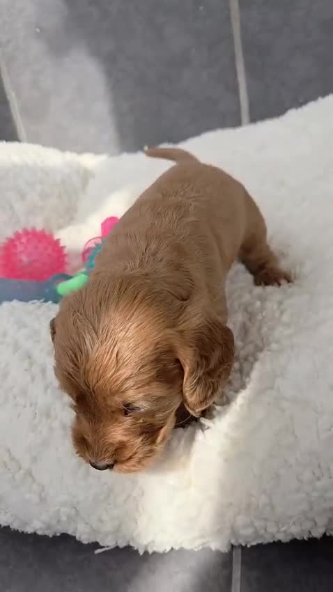 Cockapoo dogs for sale: Gorgeous cockapoo pups - Video 3