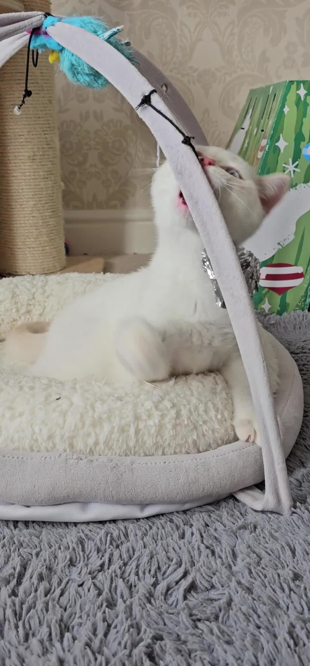 British Shorthair cats for sale: GCCF reg, Stunning Colourpoint Kittens - Video 1