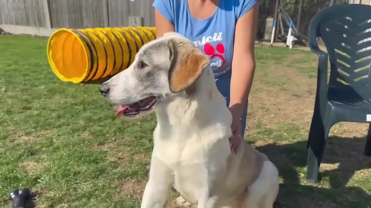 Mixed Breed dogs for adoption: WIGGLY WIGGLE  - Video 1