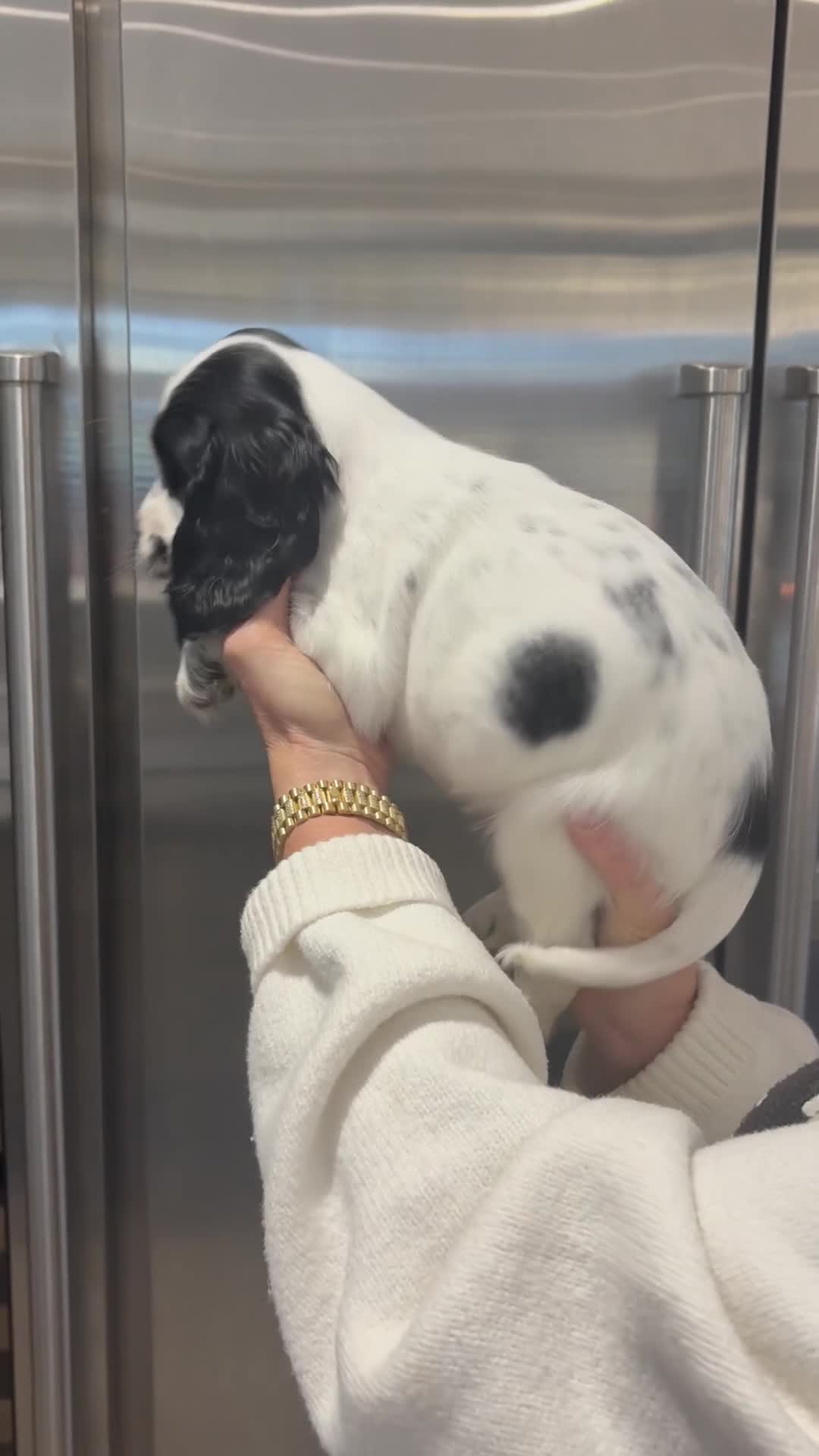 Cocker Spaniel dogs for sale: Health tested cocker spaniel puppies  - Video 1