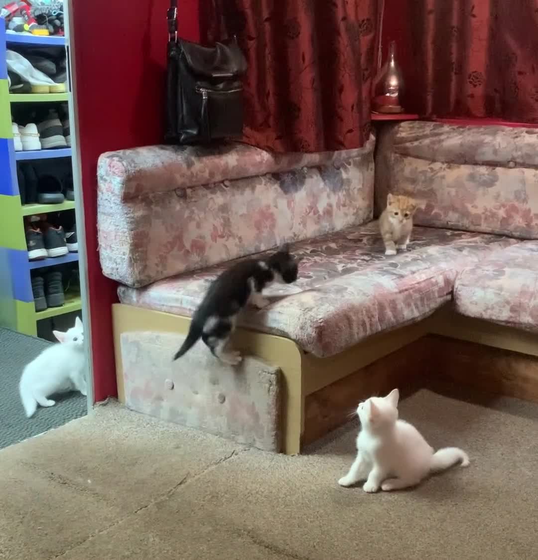 Mixed Breed cats for sale: Last two cuddly kittens - Video 4