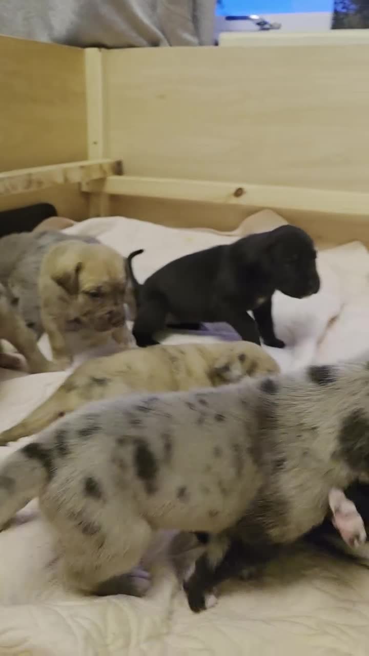 Mixed Breed dogs for sale: Great Dane  ** tiffs in Ellon - Video 2