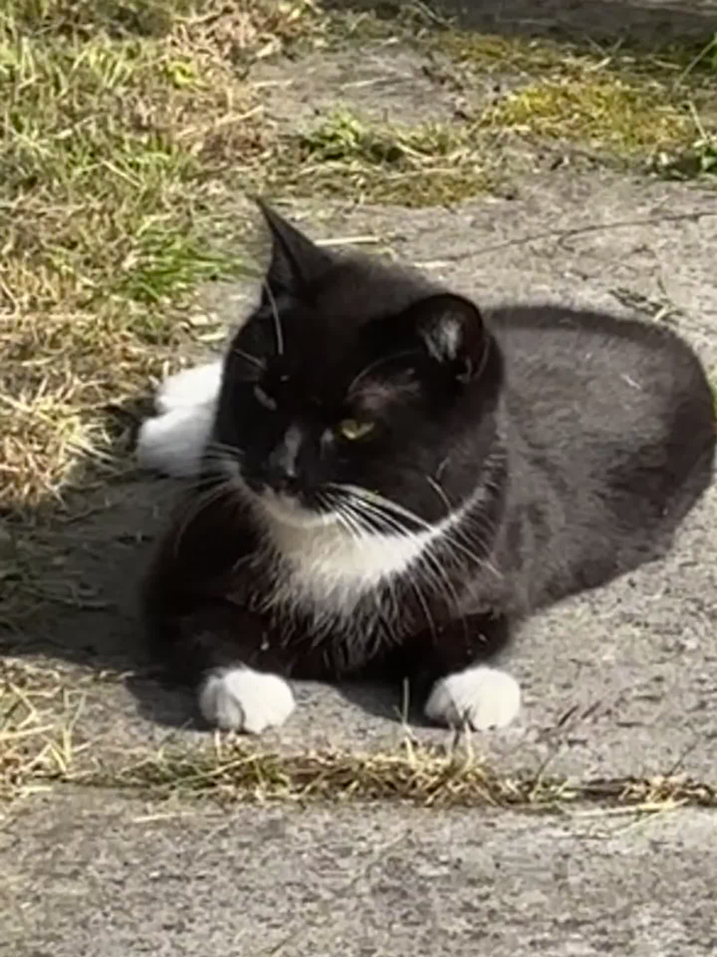 British Shorthair cats for sale: Beautiful British Shorthair Tuxedo - Video 1