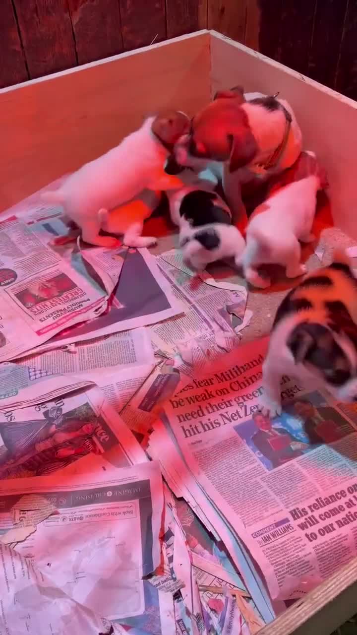 Jack Russell dogs for sale: Beautiful Jack Russell pups, petite, smooth coat.  - Video 2