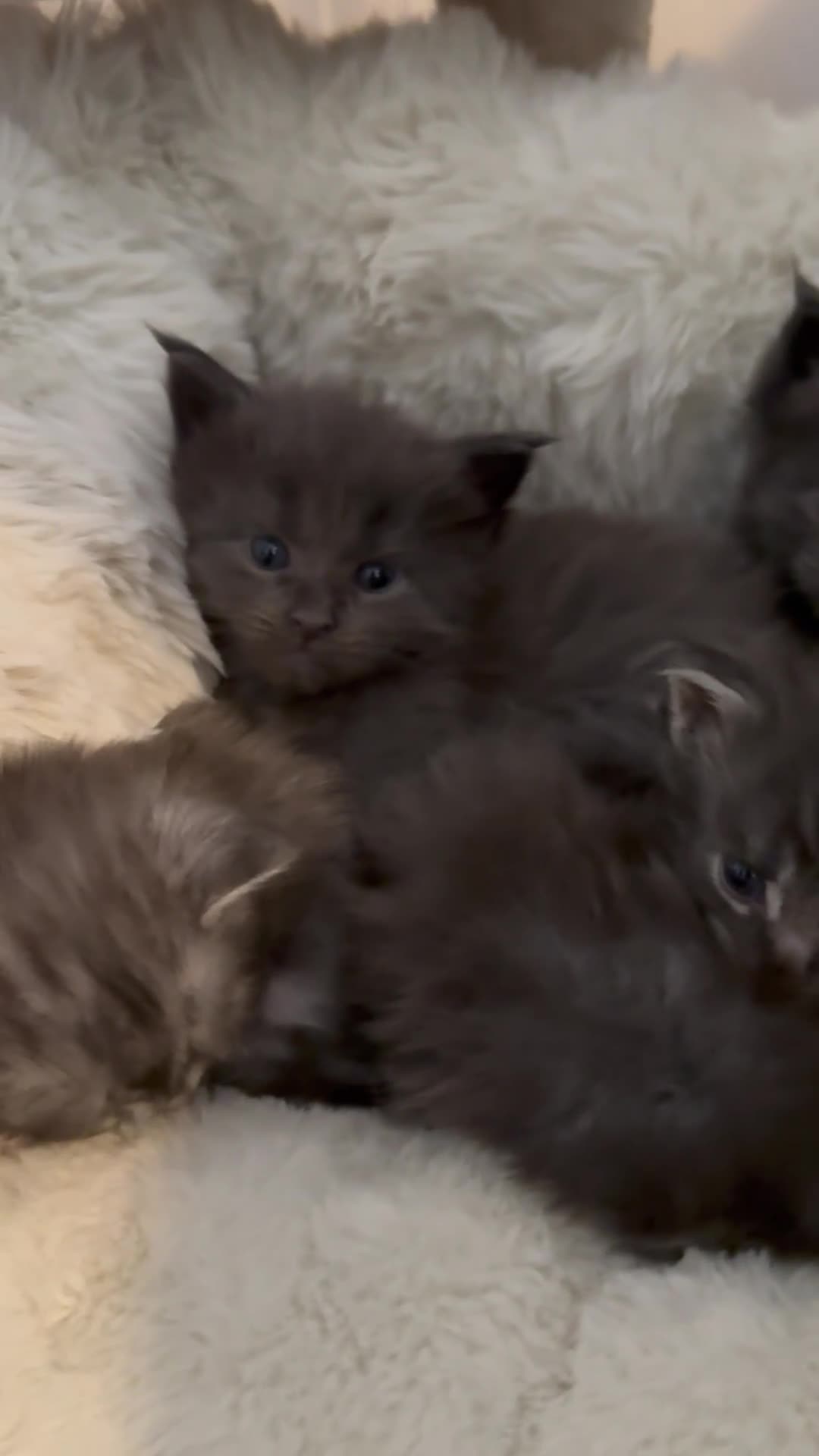 Maine Coon cats for sale: Tica Registered 5 Russian Mainecoon  - Video 1