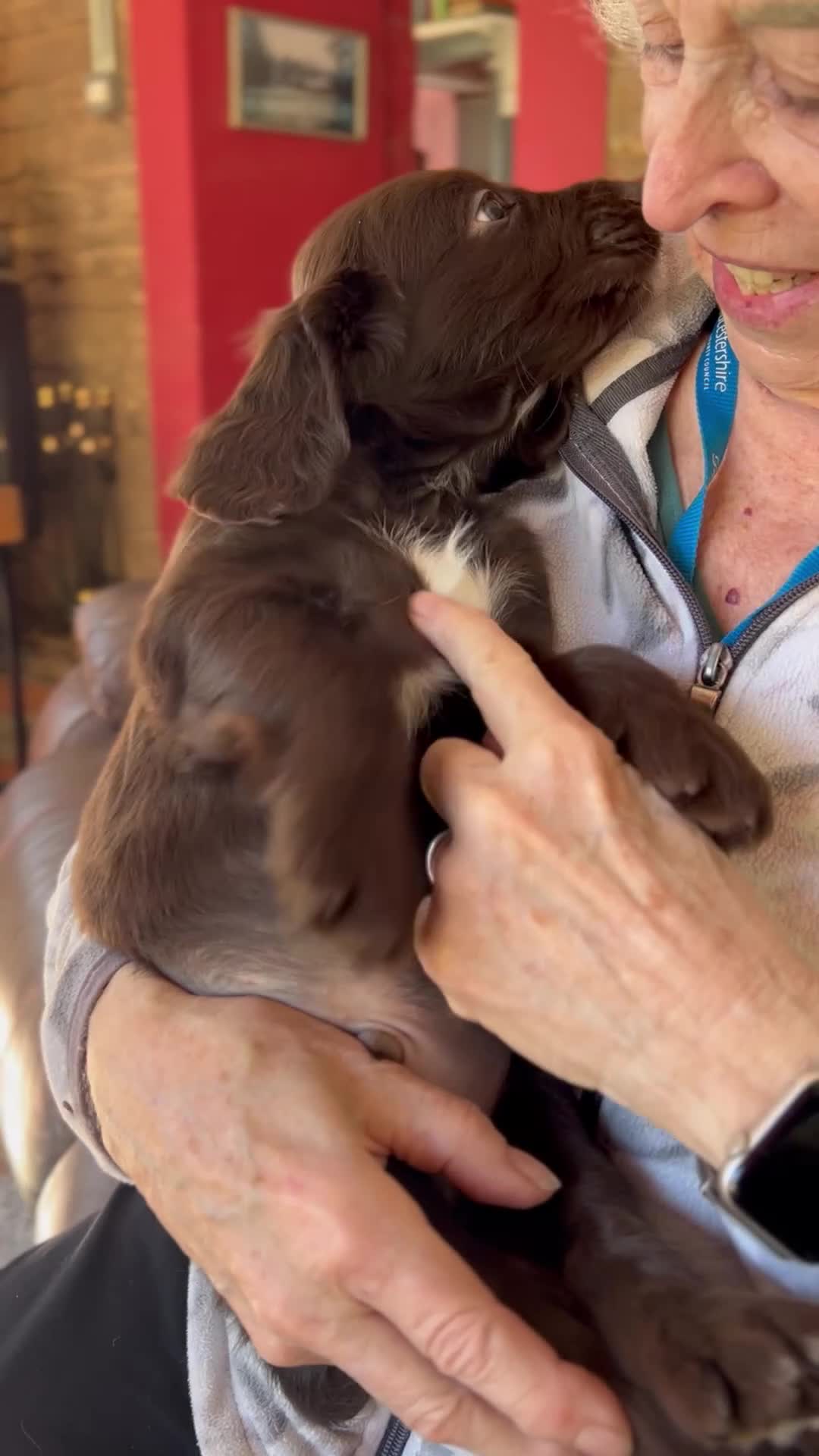 Cocker Spaniel dogs for sale: ✨READY NOW KC & DNA Tested Pup Licensed Breeder ✨ - Video 4