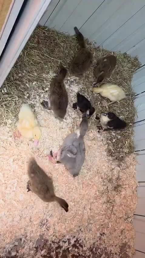 Ducks poultry for sale: Mixed Breed Ducklings - Video 1