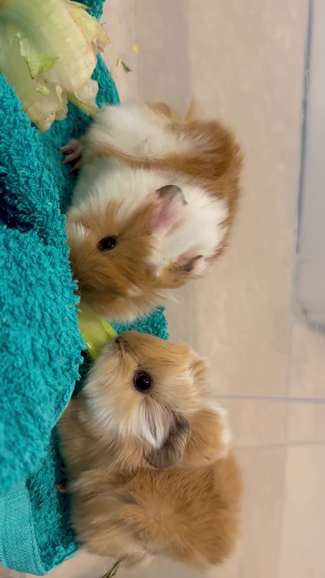 Guinea Pig rodents for sale: Pure Bred Peruvian Cream Boars in Bristol - Video 4