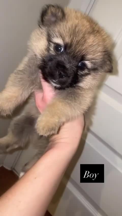 Mixed Breed dogs for sale: Pomeranian/ Aussie poms  - Video 3