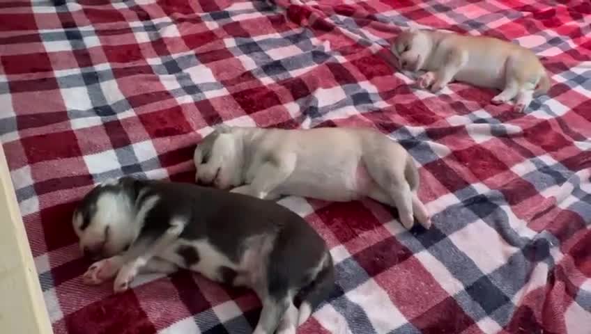 Siberian Husky dogs for sale: Pure Siberian Huskies 3 Puppies - Video 5