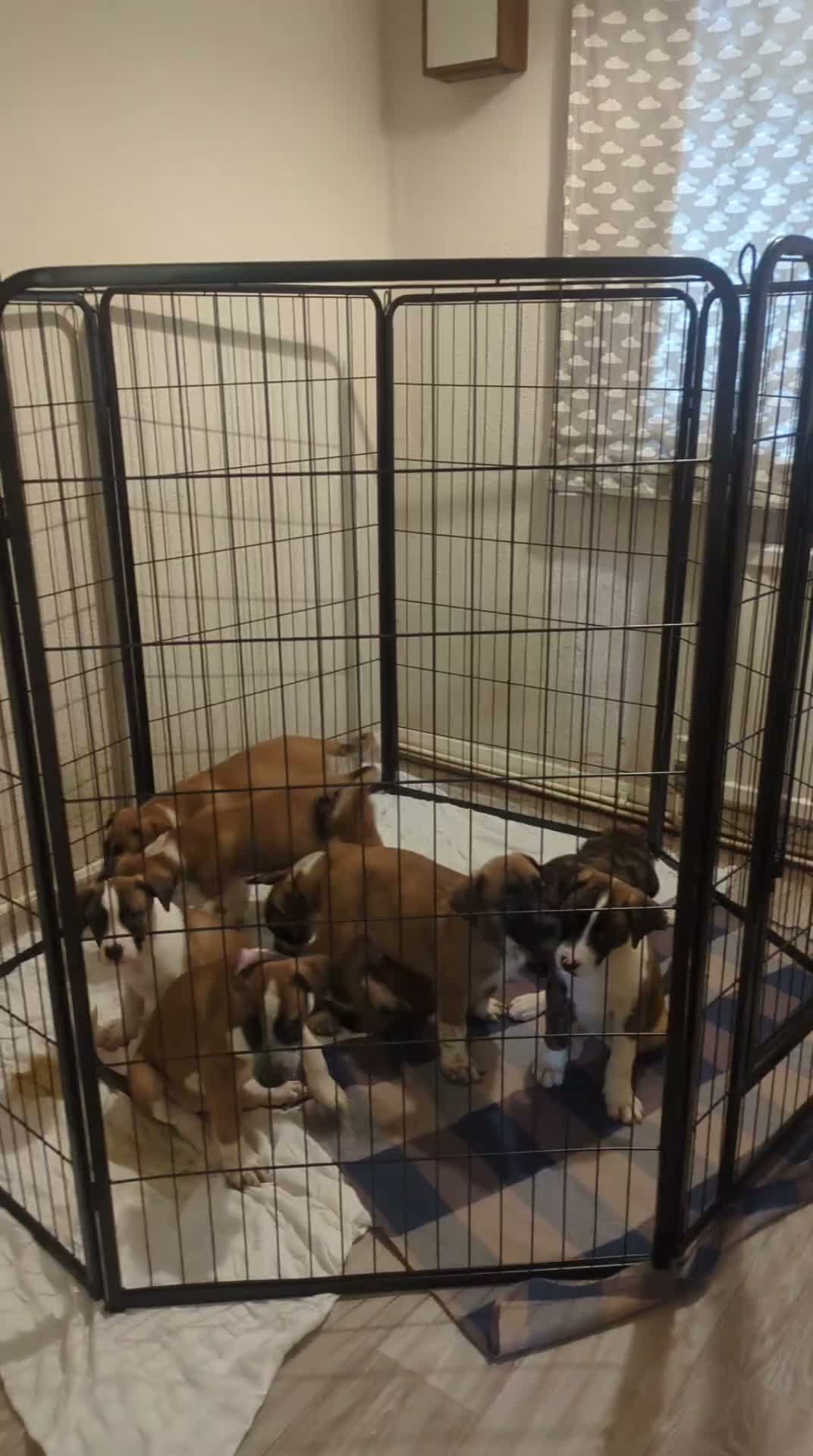 Mixed Breed dogs for sale: American bulldog x Belgian Malinois  - Video 1