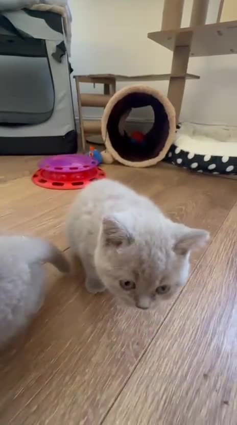 British Shorthair cats for sale: British ShortHair 🐈‍⬛ - Video 3