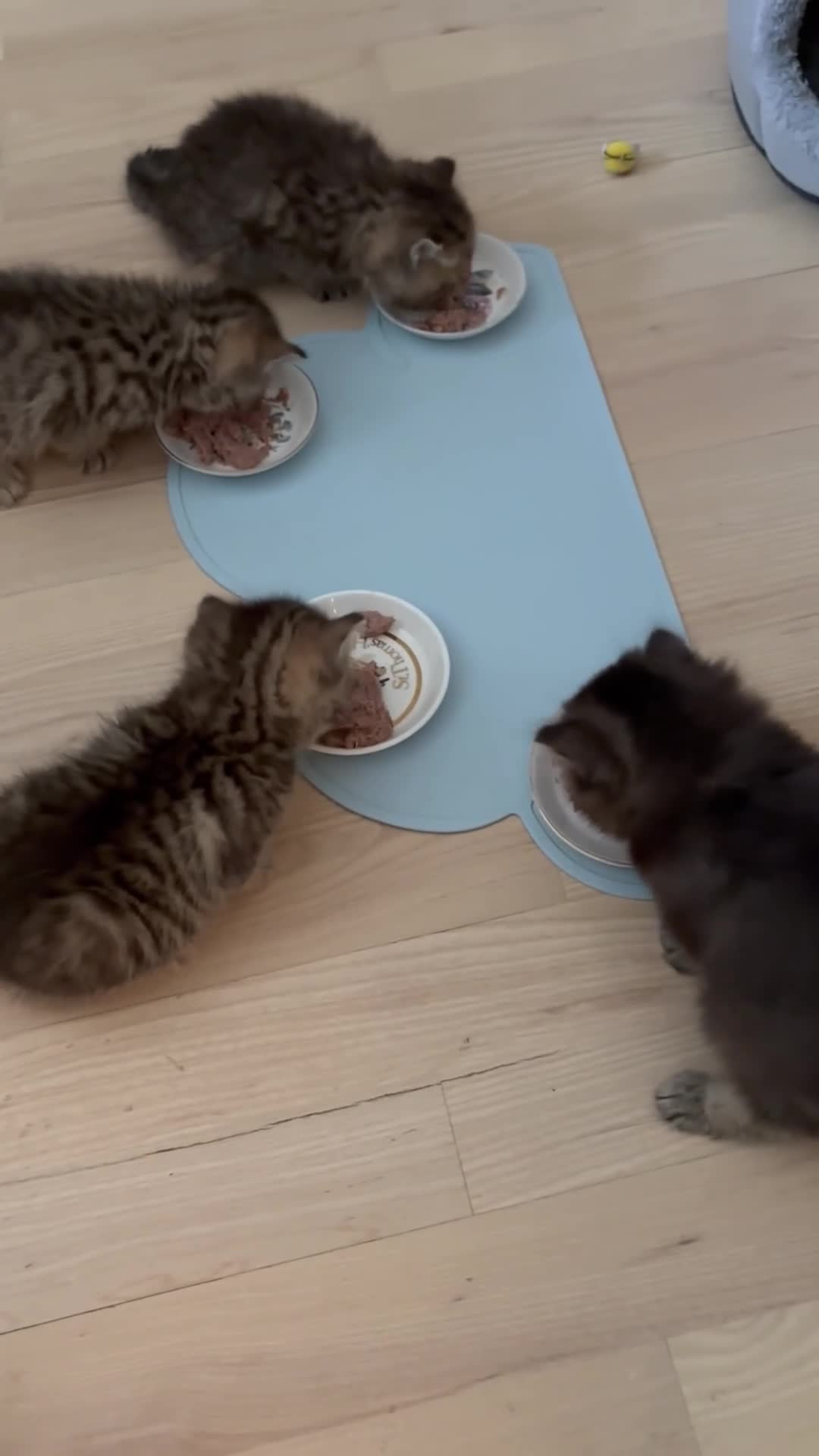 British Shorthair cats for sale: British Shorthair boys  - Video 5