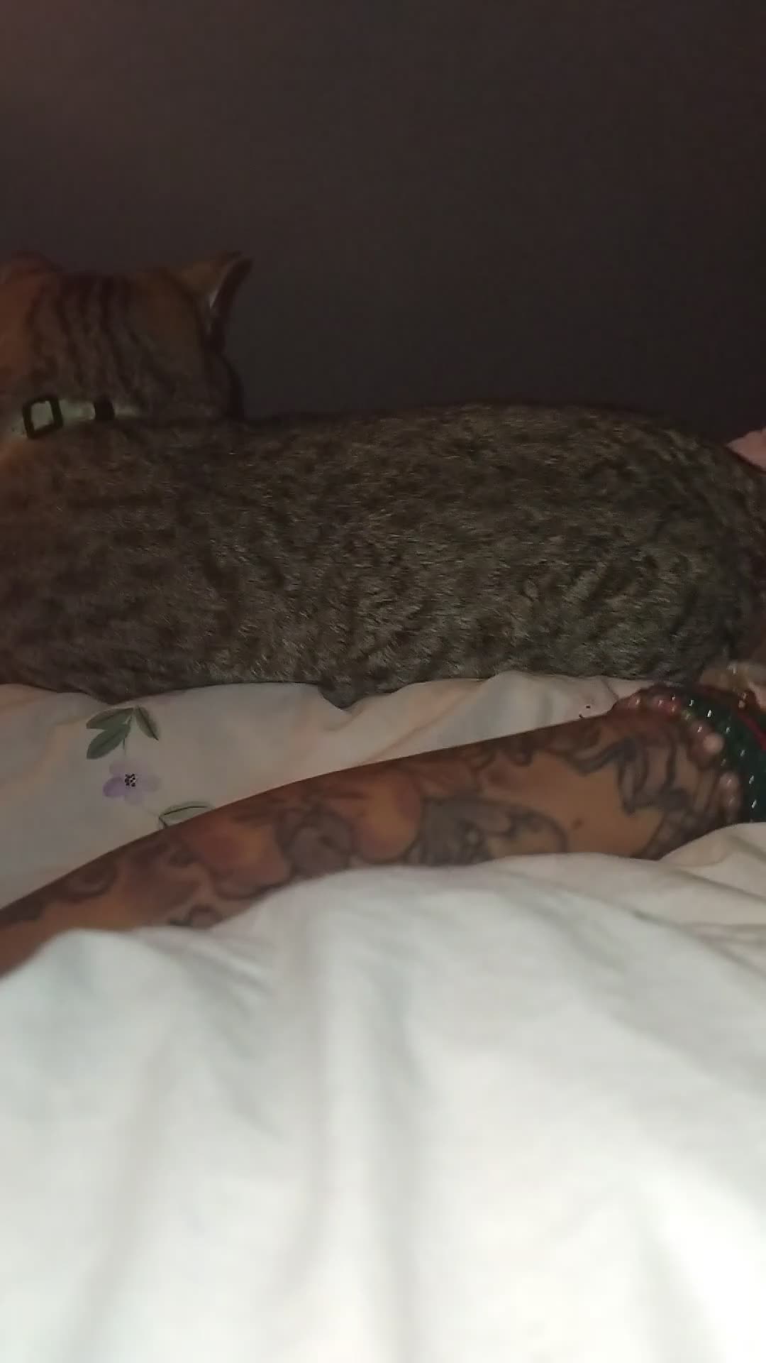 British Shorthair cats for sale: Tiger- Golden spotted tabby  - Video 3