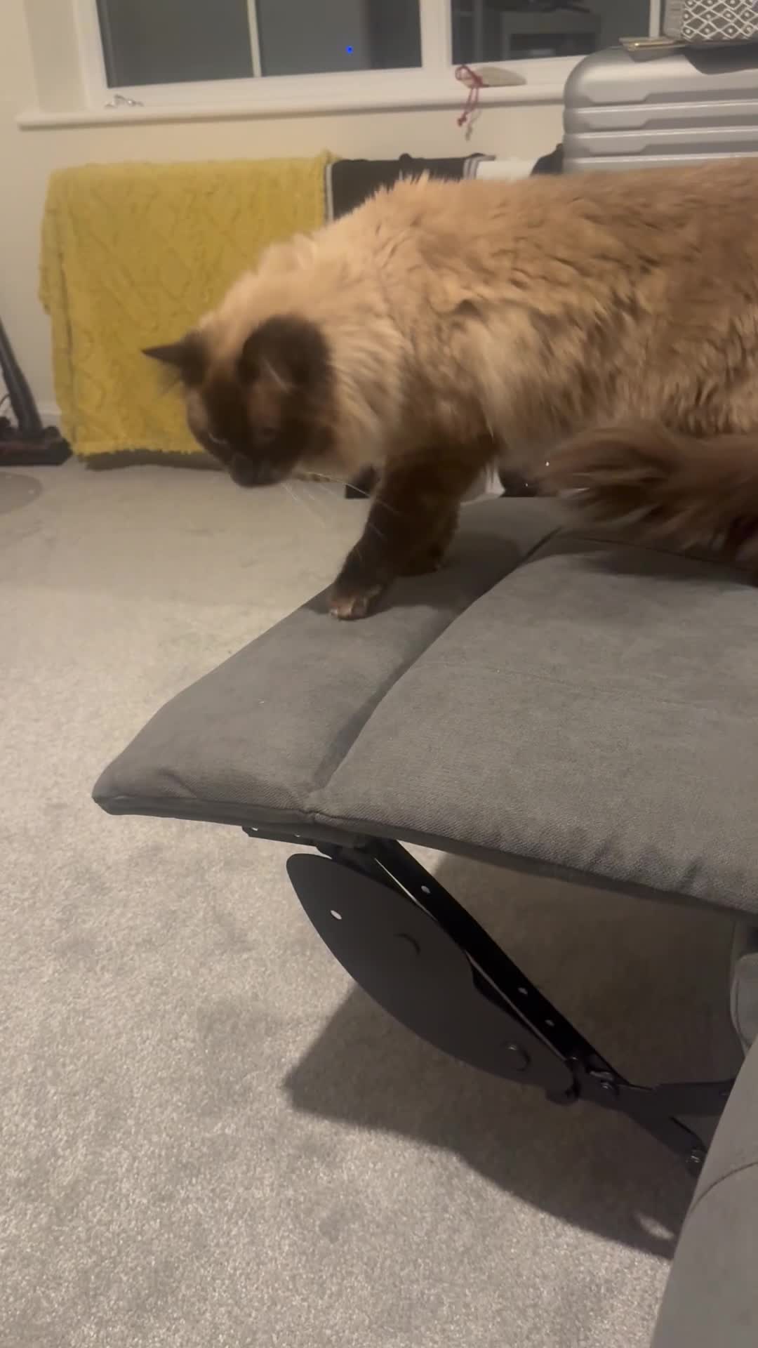 Ragdoll cats for sale: Ragdoll Male - Video 1