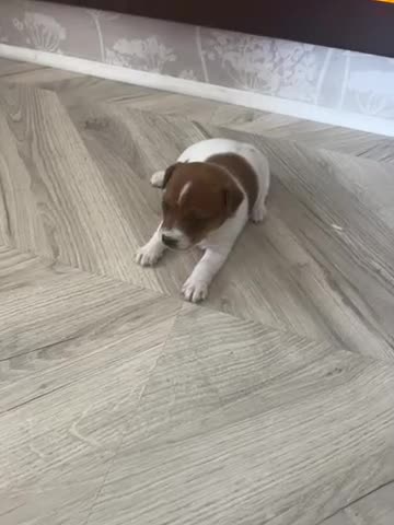 Jack Russell dogs for sale: Jack Russell puppies  - Video 2