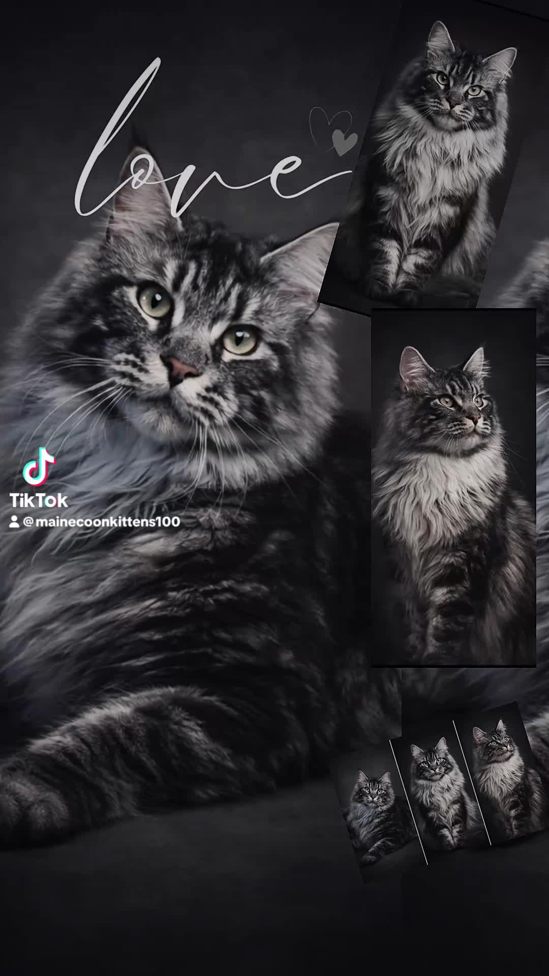 Maine Coon cats for stud: Stunning Maine coon studs available  - Video 1