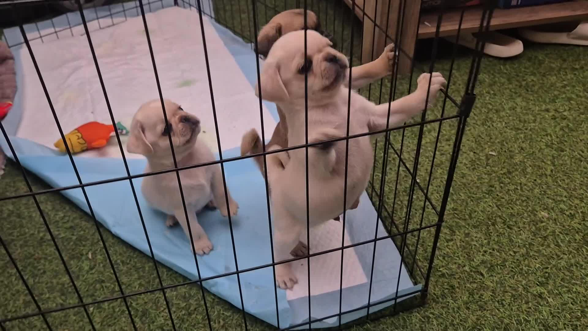 Pug dogs for sale: 3rd generation pug puppies  - Video 1