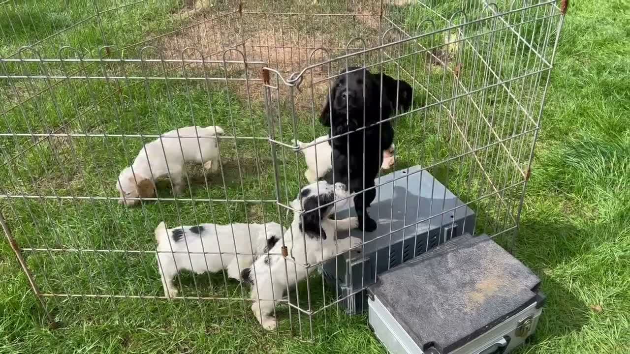 Cocker Spaniel dogs for sale: Working Cocker x Clumber Spaniel Puppiess - Video 1