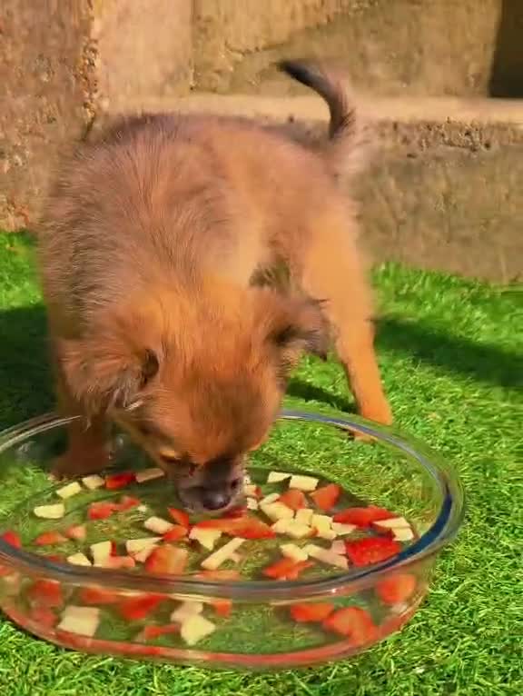 Pomchi dogs for sale: Pomchi girl - Video 1