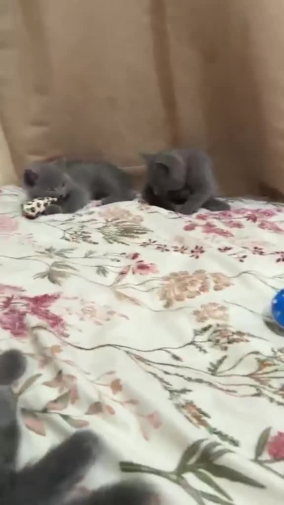 British Shorthair cats for sale: Gorgeous British short hair  in London - Video 3