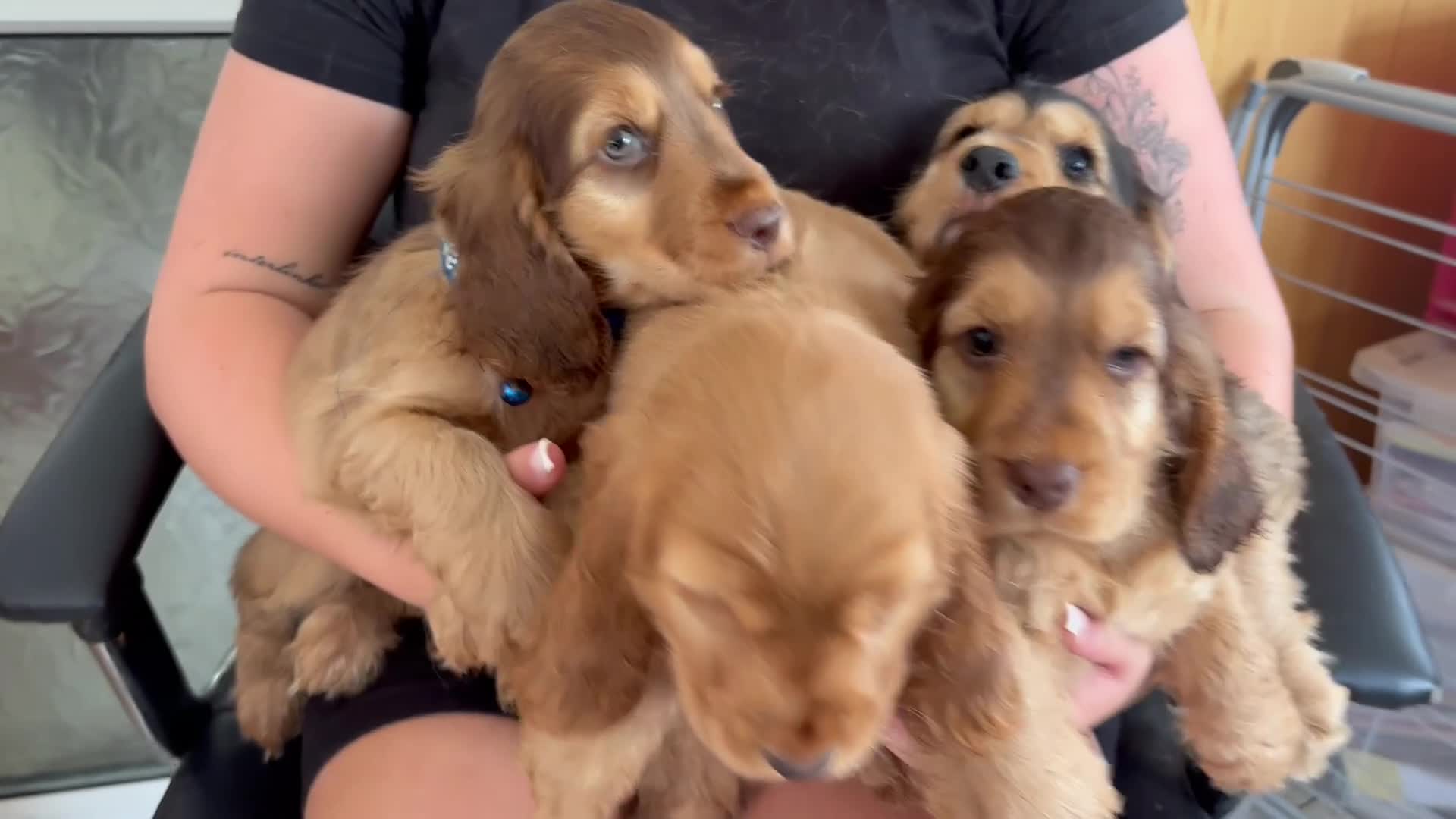 Cocker Spaniel dogs for sale: Sable cocker spaniel puppies ready to leave - Video 1