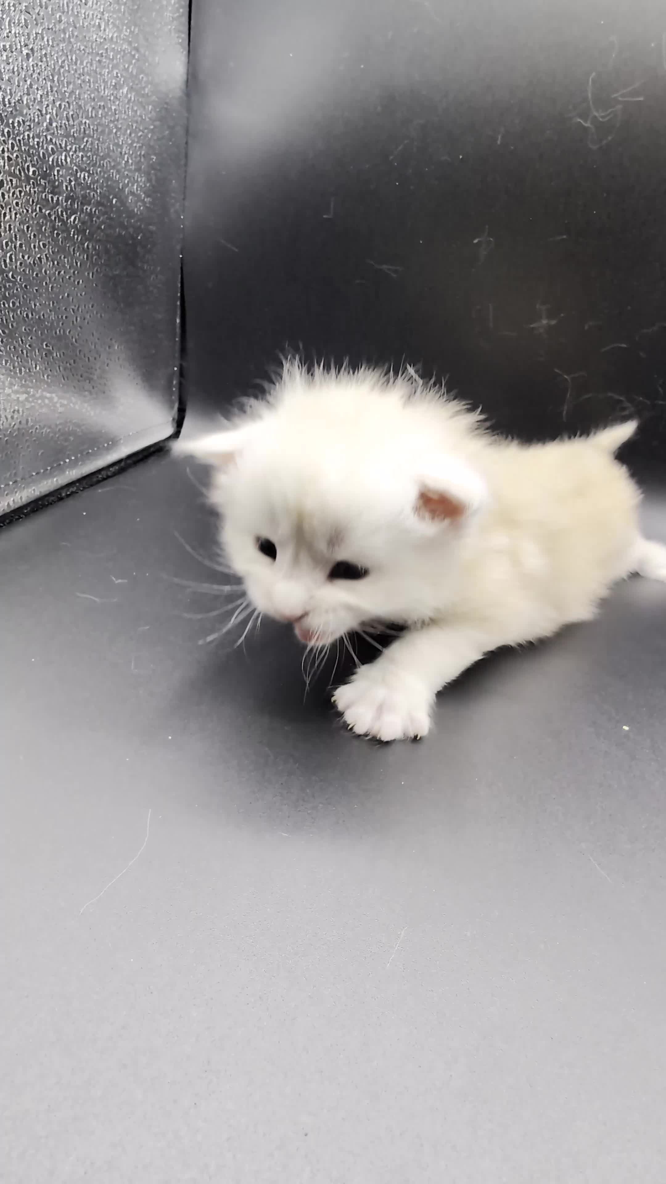 Maine Coon cats for sale: Pedigree Cute Mainecoon Kittens TICA Registered  in Hull - Video 3