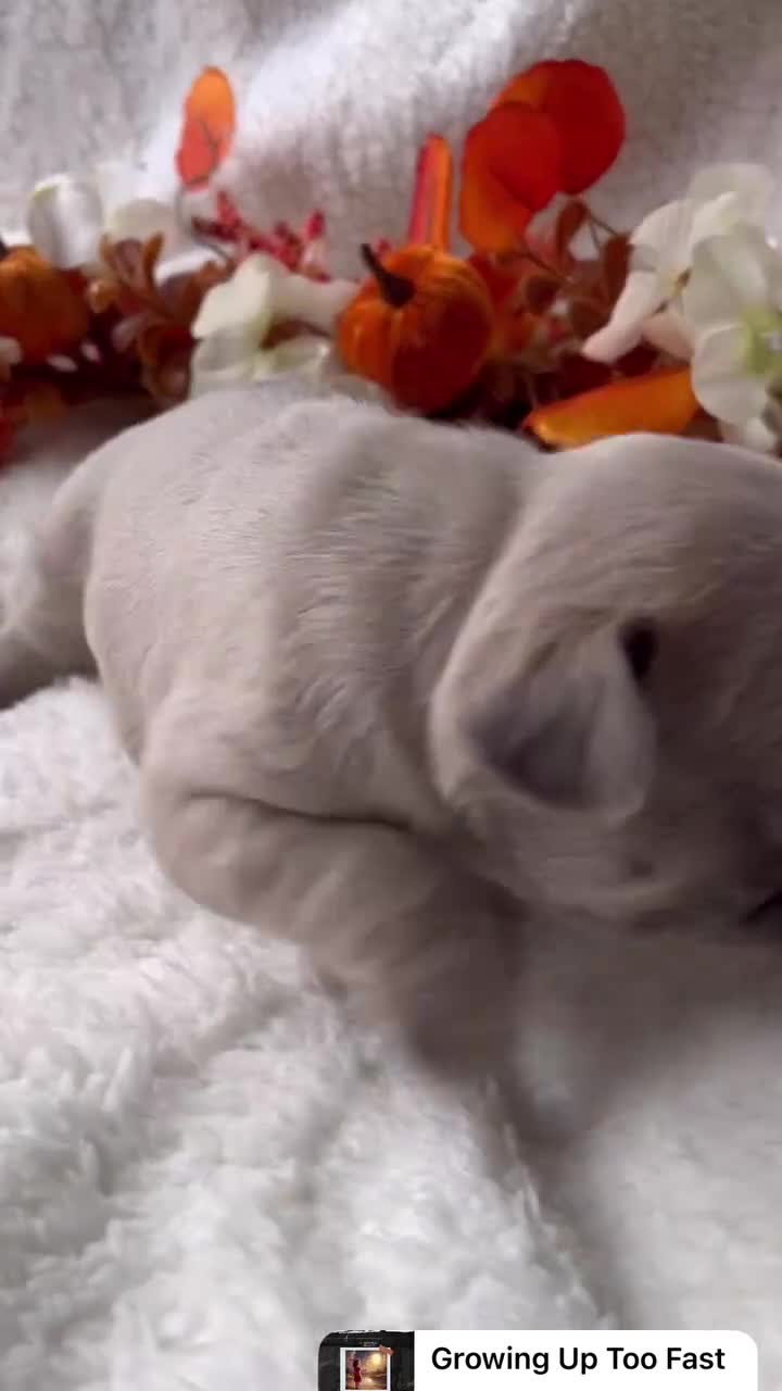 French Bulldog dogs for sale: Frenchie pups KC Registered  - Video 1